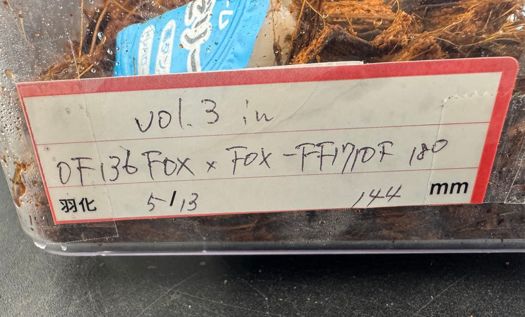 即ブリ《ヘラクレス・ヘラクレス 優良血統 144mm ペア》