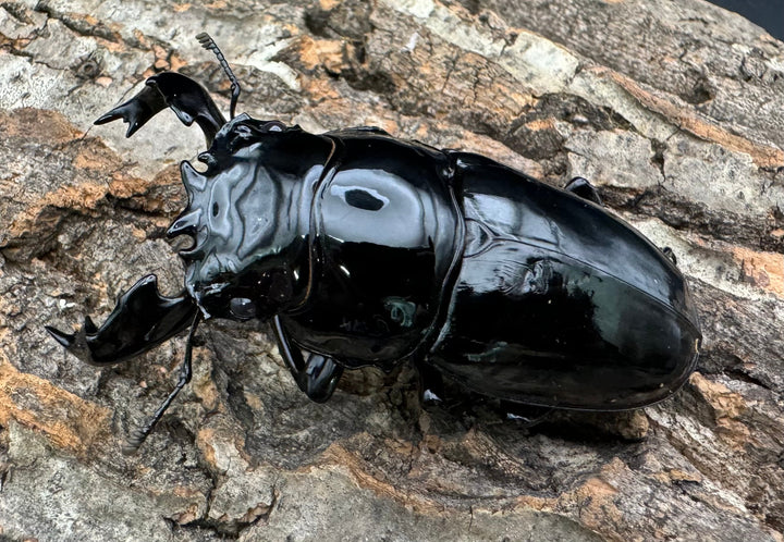 《タランドゥスオオツヤクワガタ 76.5mm ペア》