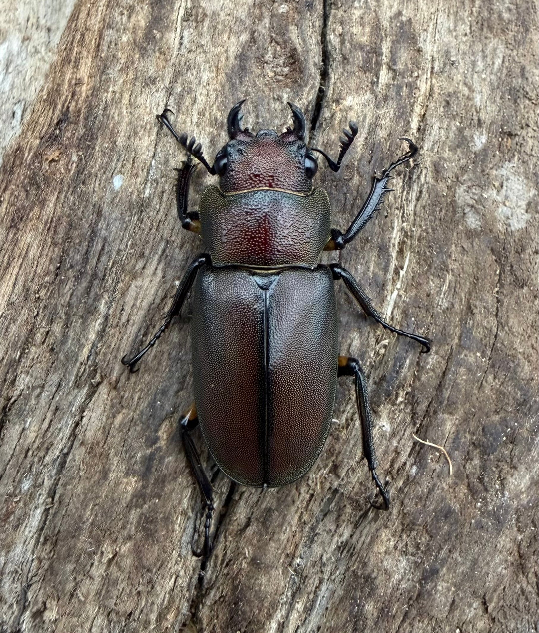 《メタリフェルホソアカ亜種サンギレンシス 25mm ♀単》