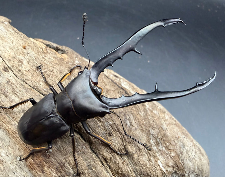 《メタリフェルホソアカ亜種フィナエ ブラック系 80.5mm ペア》