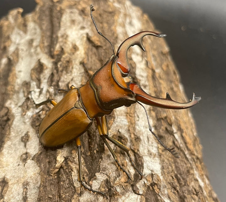 【WD】大型大歯《アラガールホソアカ 55mmUP ペア》