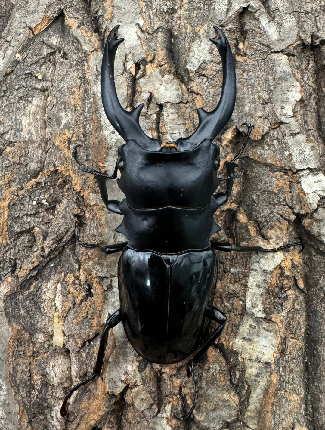 【WD】《インターメディアツヤクワガタ 92.5mm ペア》