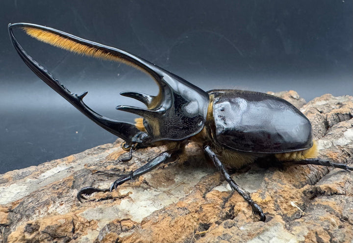 《ネプチューンオオカブト 117mm ペア》