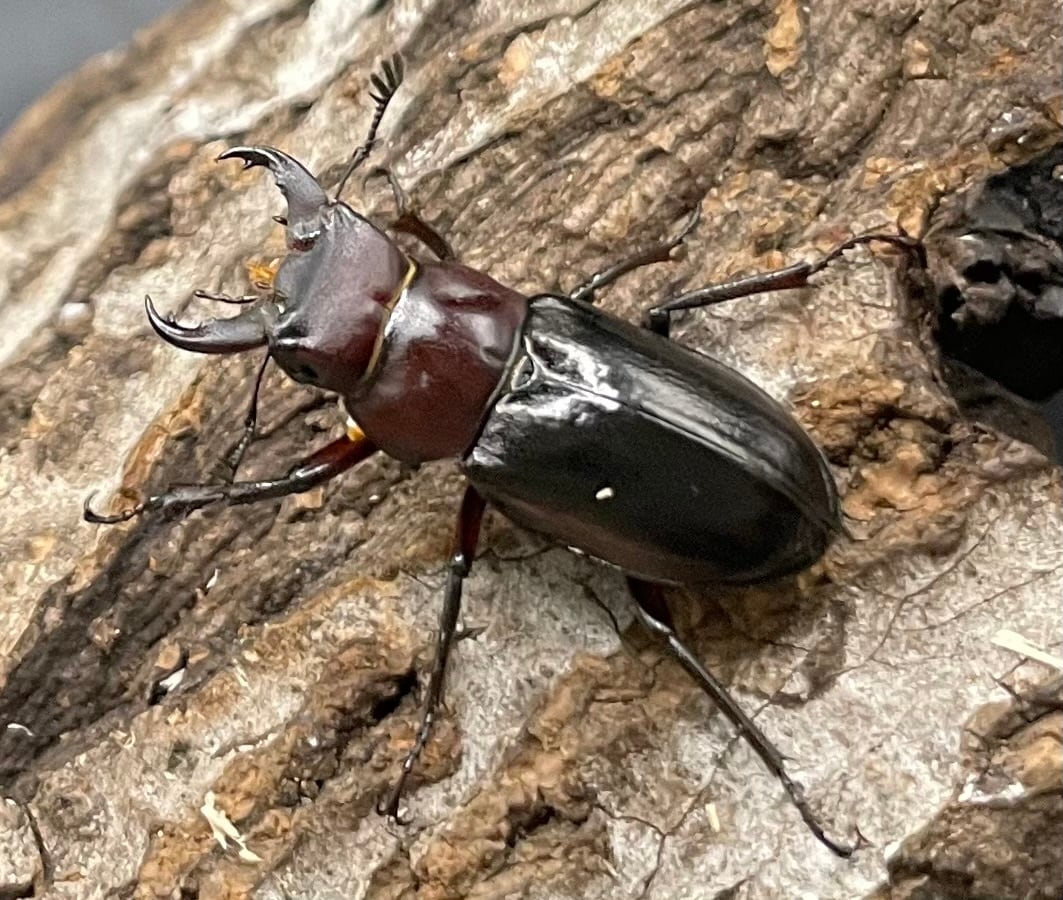 《ミクラミヤマ 神津島産 Free ペア》