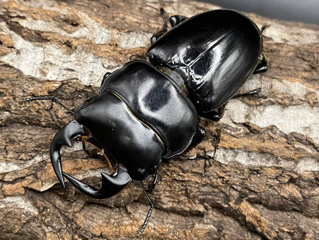 《ミャンマーアンタエウス Free ♂♀♀トリオ》