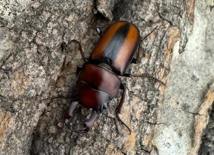 【WD】《エレガントゥルスコクワ原名亜種 20mm ペア》