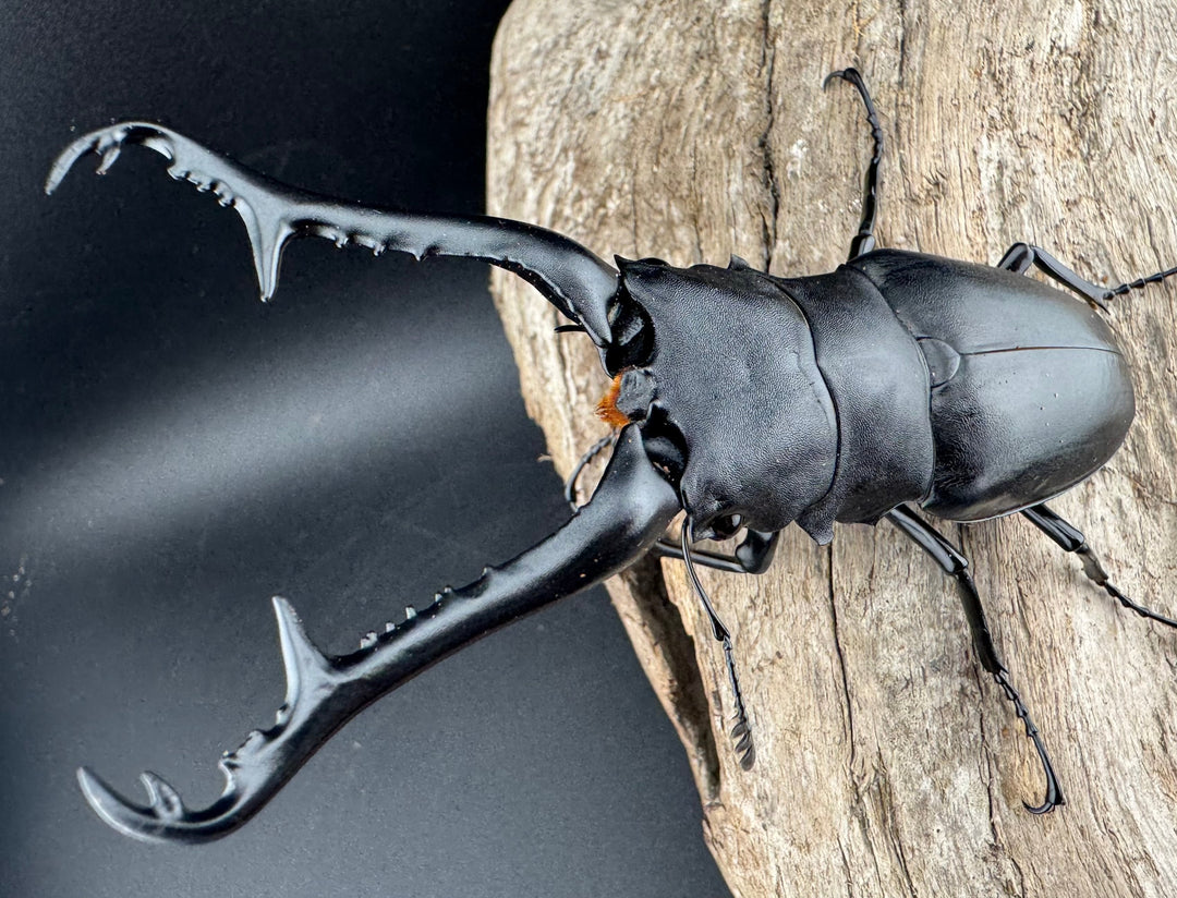 【WD】《 ギラファノコギリ亜種ケイスケ 107.5mm ペア》