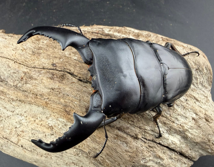 【WD】《スマトラオオヒラタ アチェ産 94.5mm ペア》