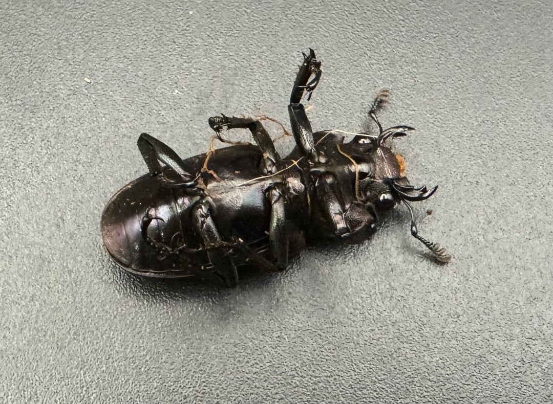 【美麗】《メタリフェルホソアカ 75mm ペア》わたくわ氏ブリード個体