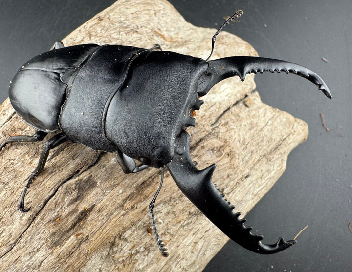 【WD】《パラワンオオヒラタ 98mm ペア》