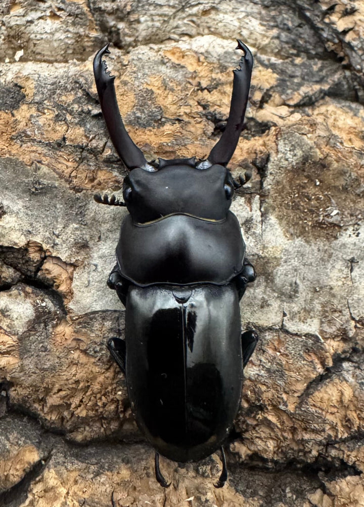 【WF1】《ビシグナートゥスコクワ APDV産 38mm ペア》Moro氏ブリード個体