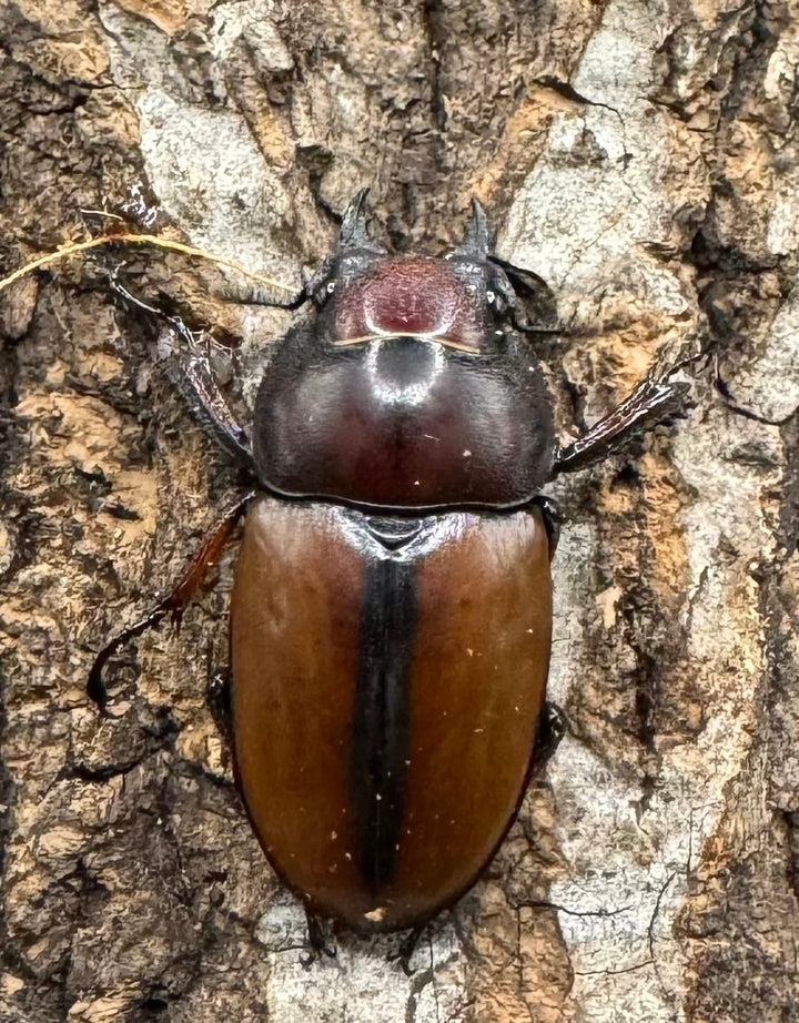 【WD】《アスタコイデスノコギリ 西ジャワ産 65mm ペア》