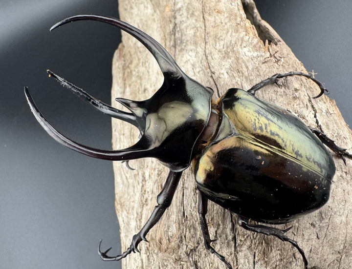 【WD】《ミンダナオアトラスオオカブト キダパワン産 96mm ペア》