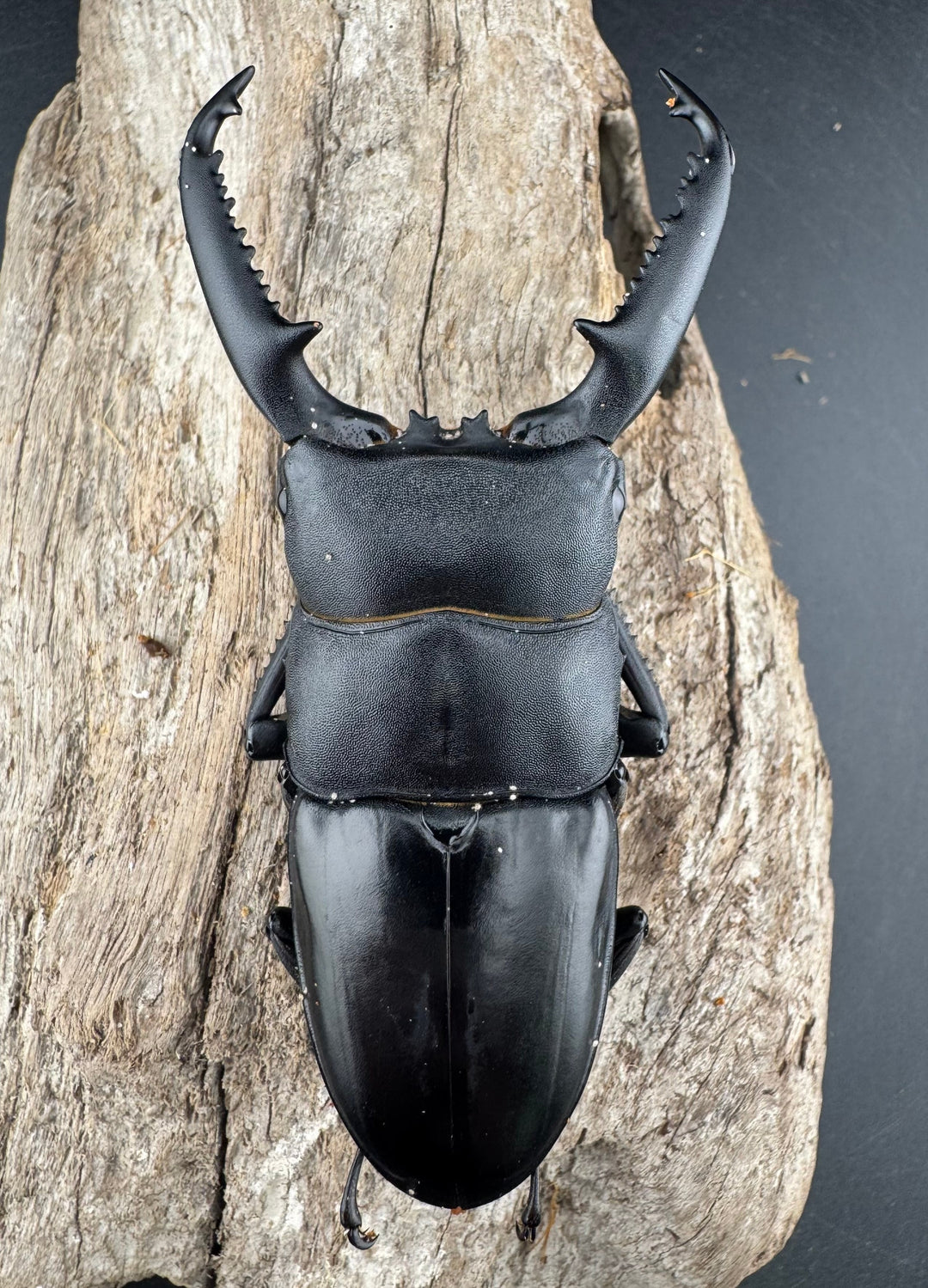 【WD】《パラワンオオヒラタ 95mm ペア》