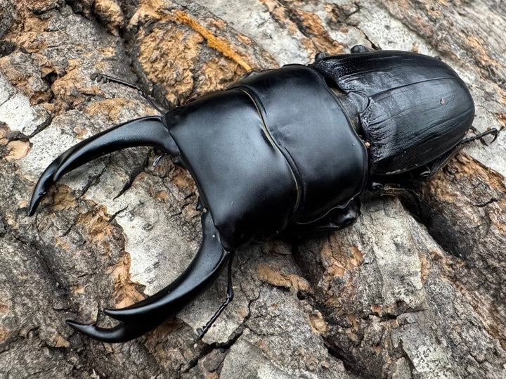 【WD】《ミンダナオパリーオオクワ 66mm ペア》