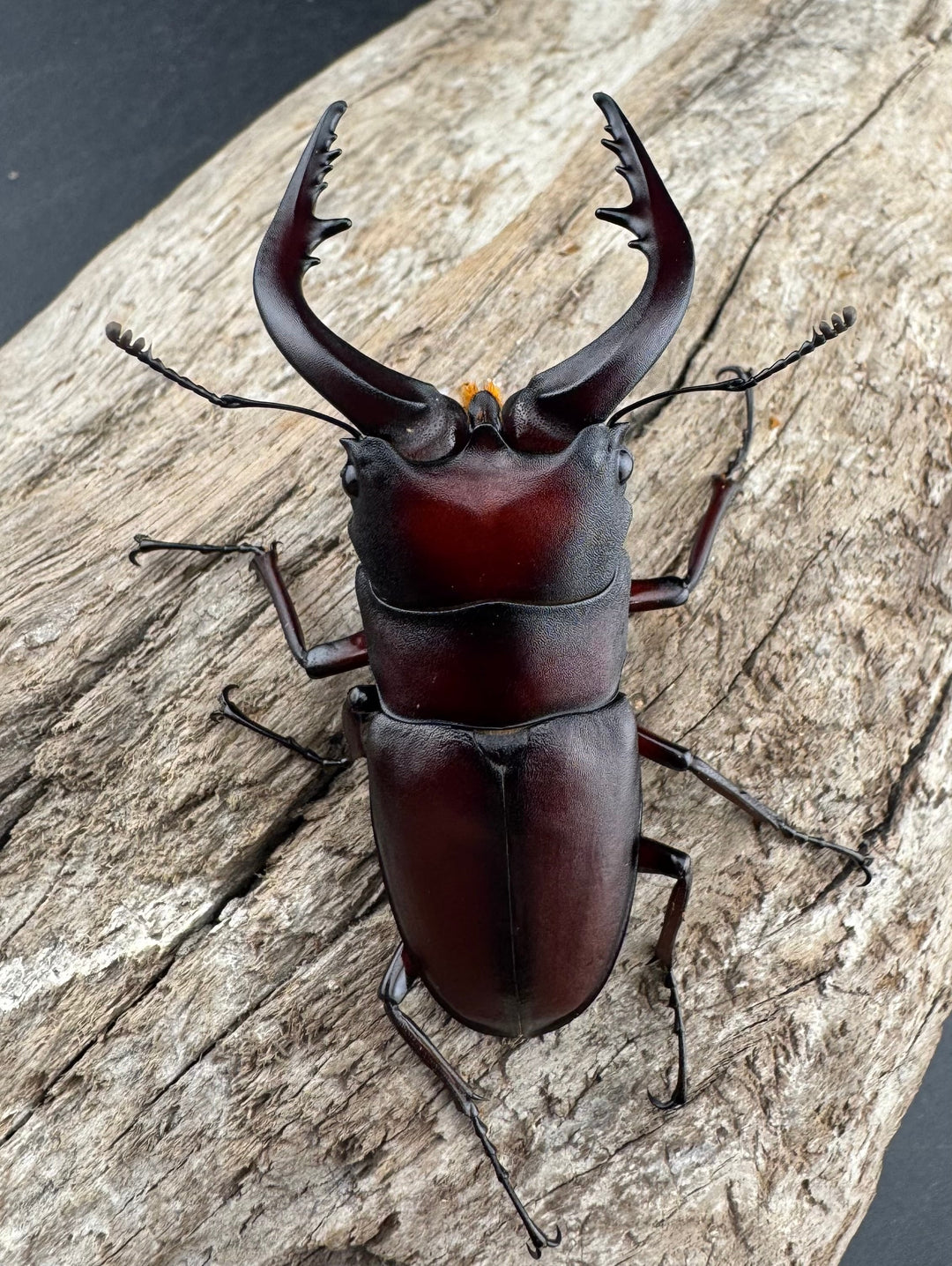 【WD】大歯《ノコギリクワガタ 山梨県産 55-60mm ペア》