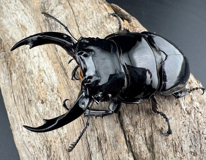 《レギウスオオツヤクワガタ 81mm ペア》