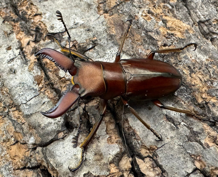 【WD】《ギラファホソアカクワガタ 31.5mm ペア》