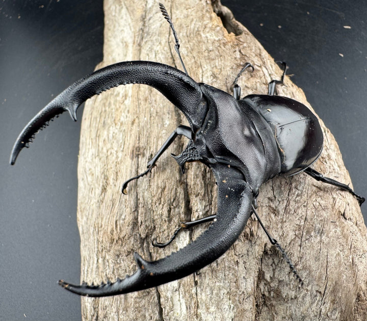 【WD】《リノケロスフタマタ 95.5mm ペア》