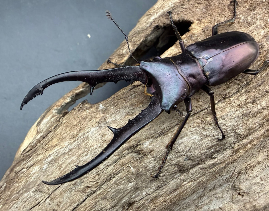 《メタリフェルホソアカ亜種フィナエ パープル系 66.5mm ペア》