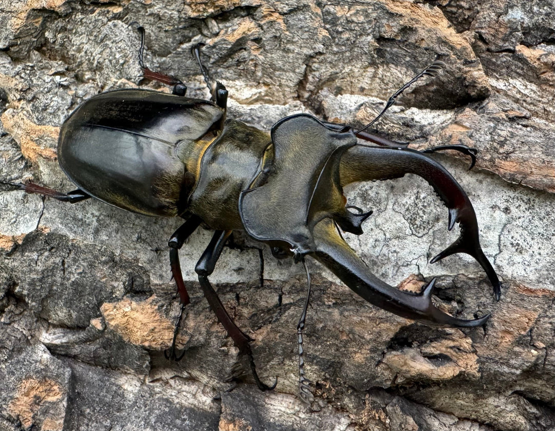 【WD】《チェンミヤマ シガツェ産 72.5mm A'品ペア》