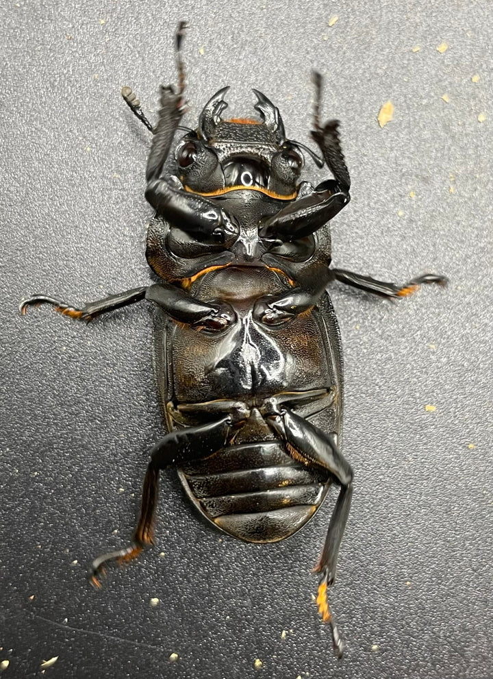 《ホペイオオクワガタ G70血統 76mm ペア》