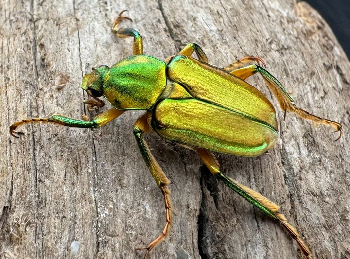 《ホソカブトハナムグリ ペア》②