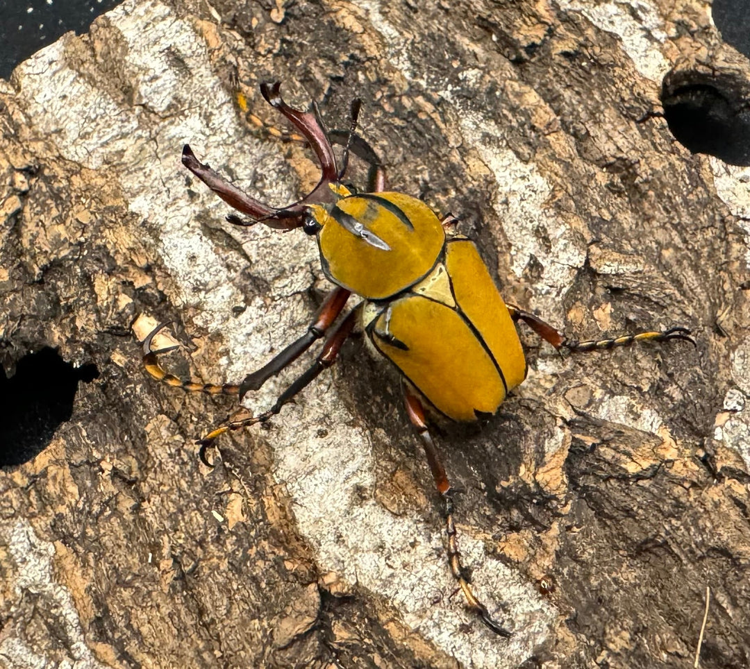 【WD】ワリックツノハナムグリ亜種bowringi ペア