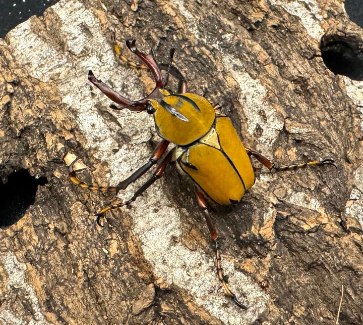 【WD】ワリックツノハナムグリ亜種bowringi ペア