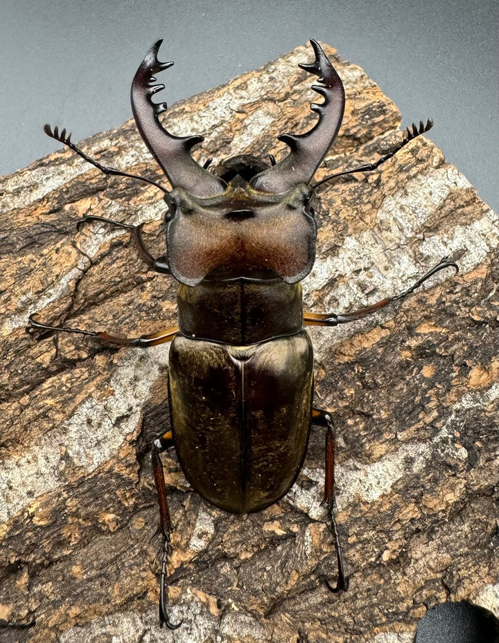 【WF1】《ミヤマクワガタ 滋賀産 ペア》