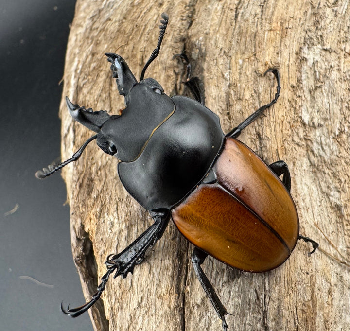 【WD】《ニティドゥスマルバネクワガタ 45.5mm ペア》