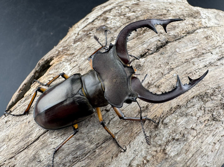 【WD】《フェアメイルミヤマ 雅安市産 58mm ペア》