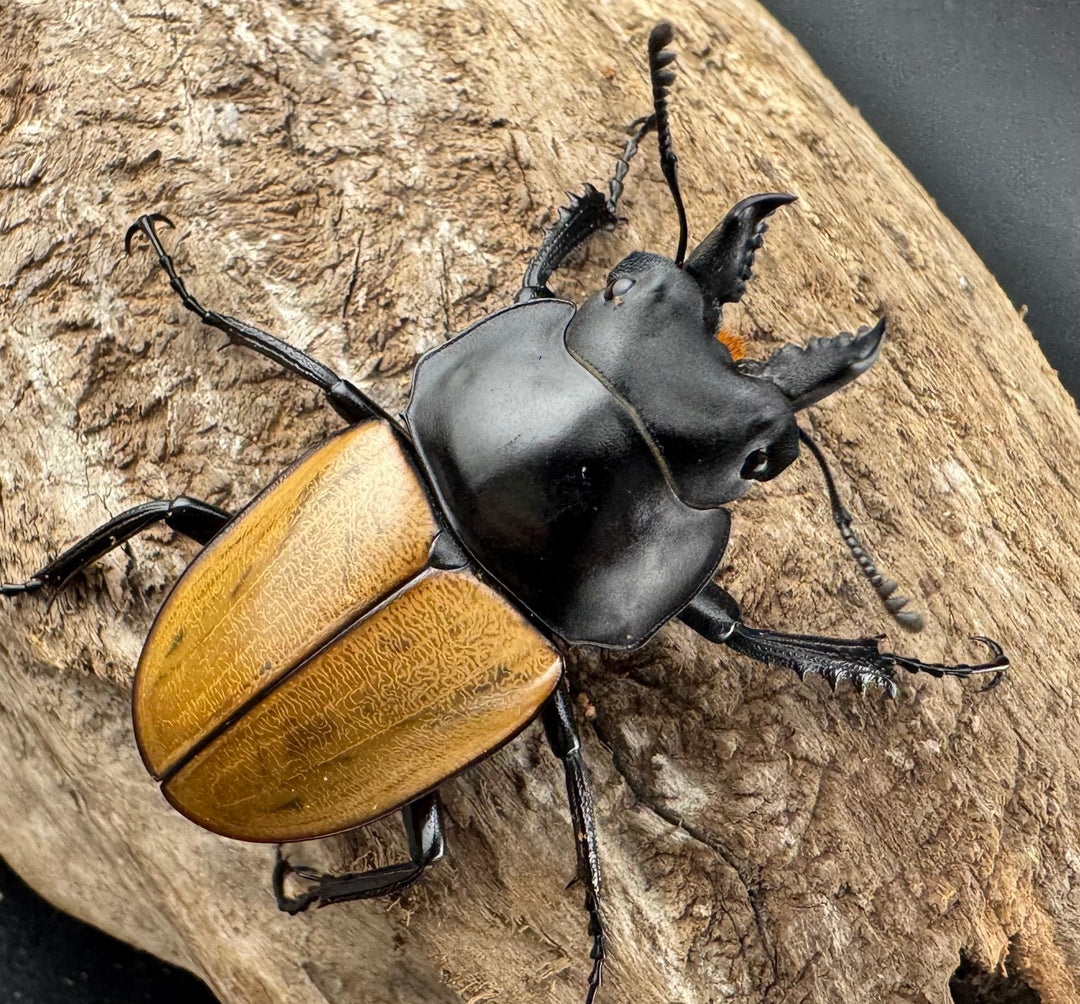 【WD】《ニティドゥスマルバネ亜種lemeei 広西壮族産 42mm ペア》