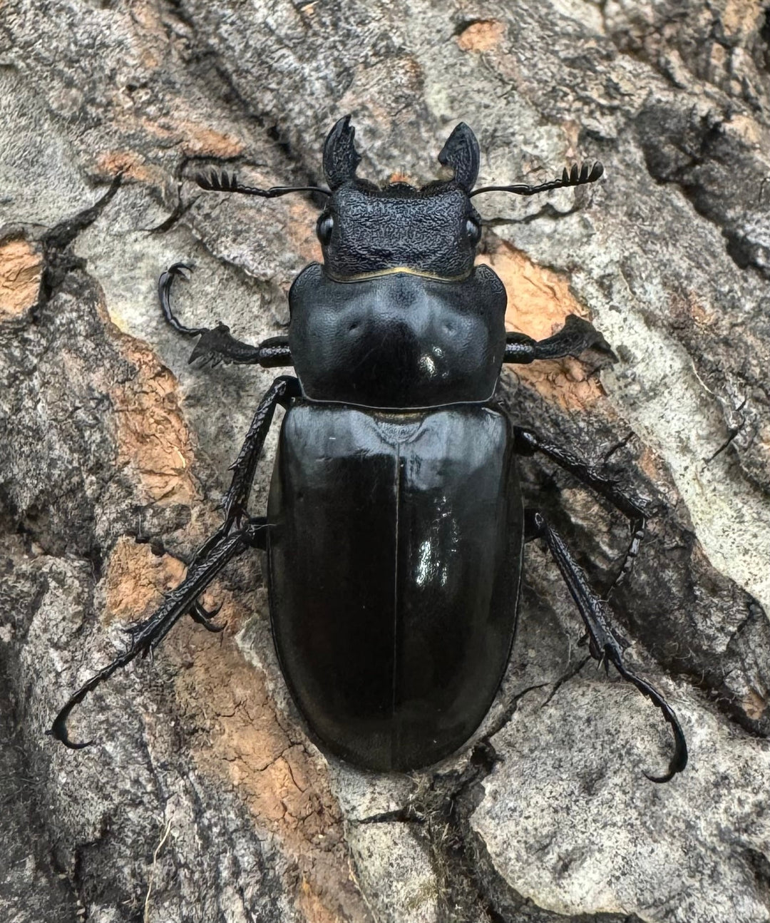 【WD】《ブリヴィオミヤマ　B品♀単》