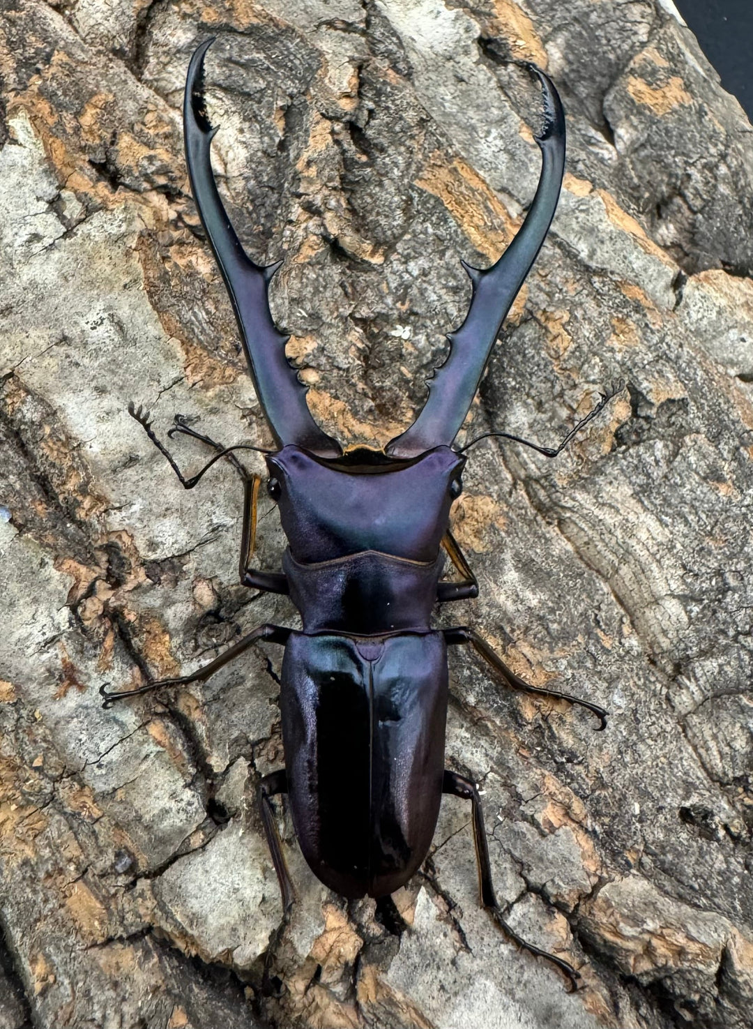 【美麗】即ブリ《メタリフェルホソアカ 69mm ペア》わたくわ氏ブリード個体