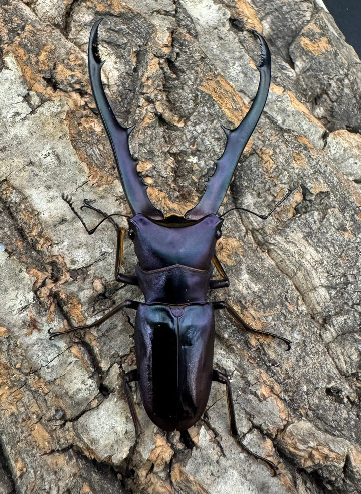 【美麗】即ブリ《メタリフェルホソアカ 69mm ペア》わたくわ氏ブリード個体