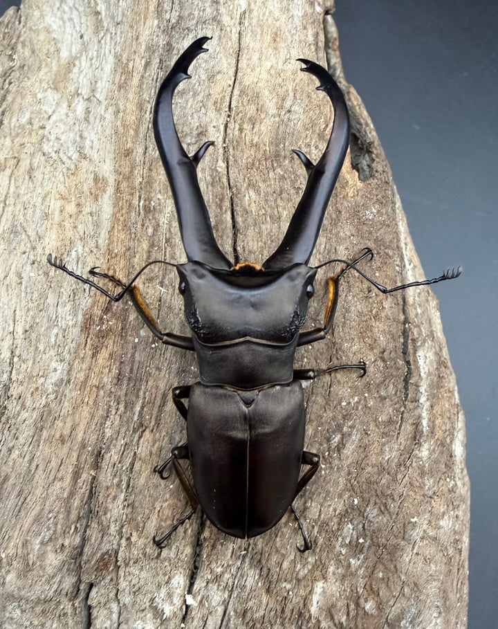 《インペラトールホソアカクワガタ 74.5mm ♂単》