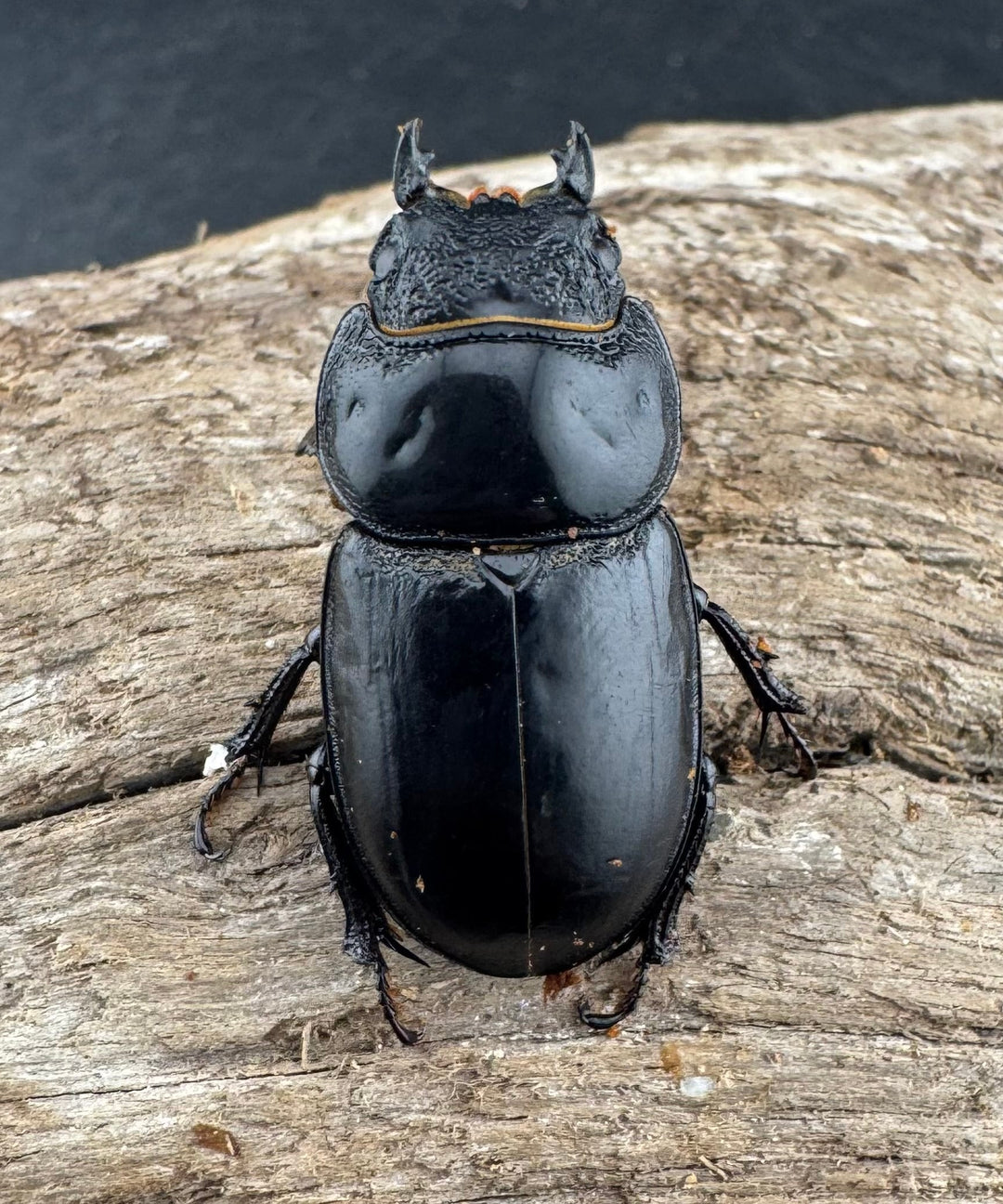 【WD】新産地《ティアンムニセヒタラ 龍王山 30.5mm ペア》