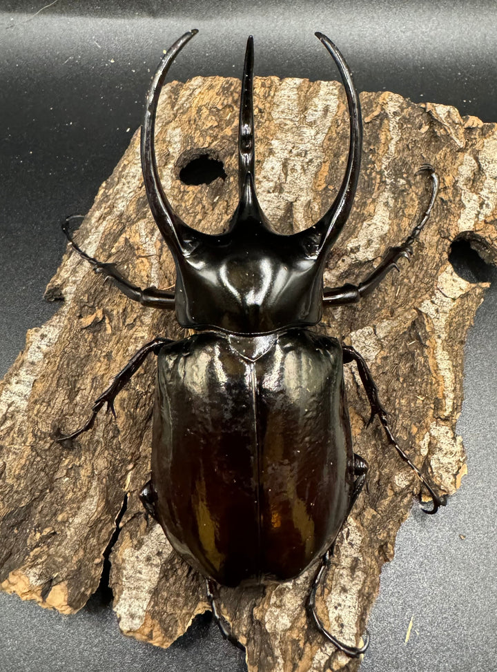 【WD】《スマトラコーカサスオオカブト 100mm ペア》