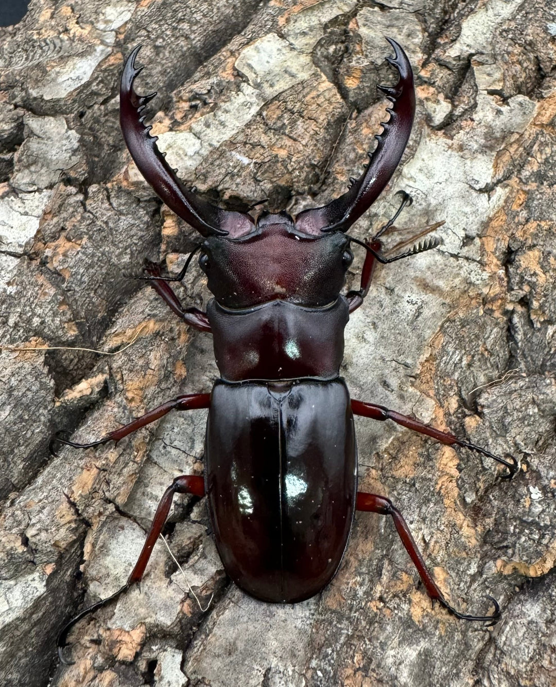 《フォルスターフタマタ亜種ニシ 72mm ♂♀♀トリオ》