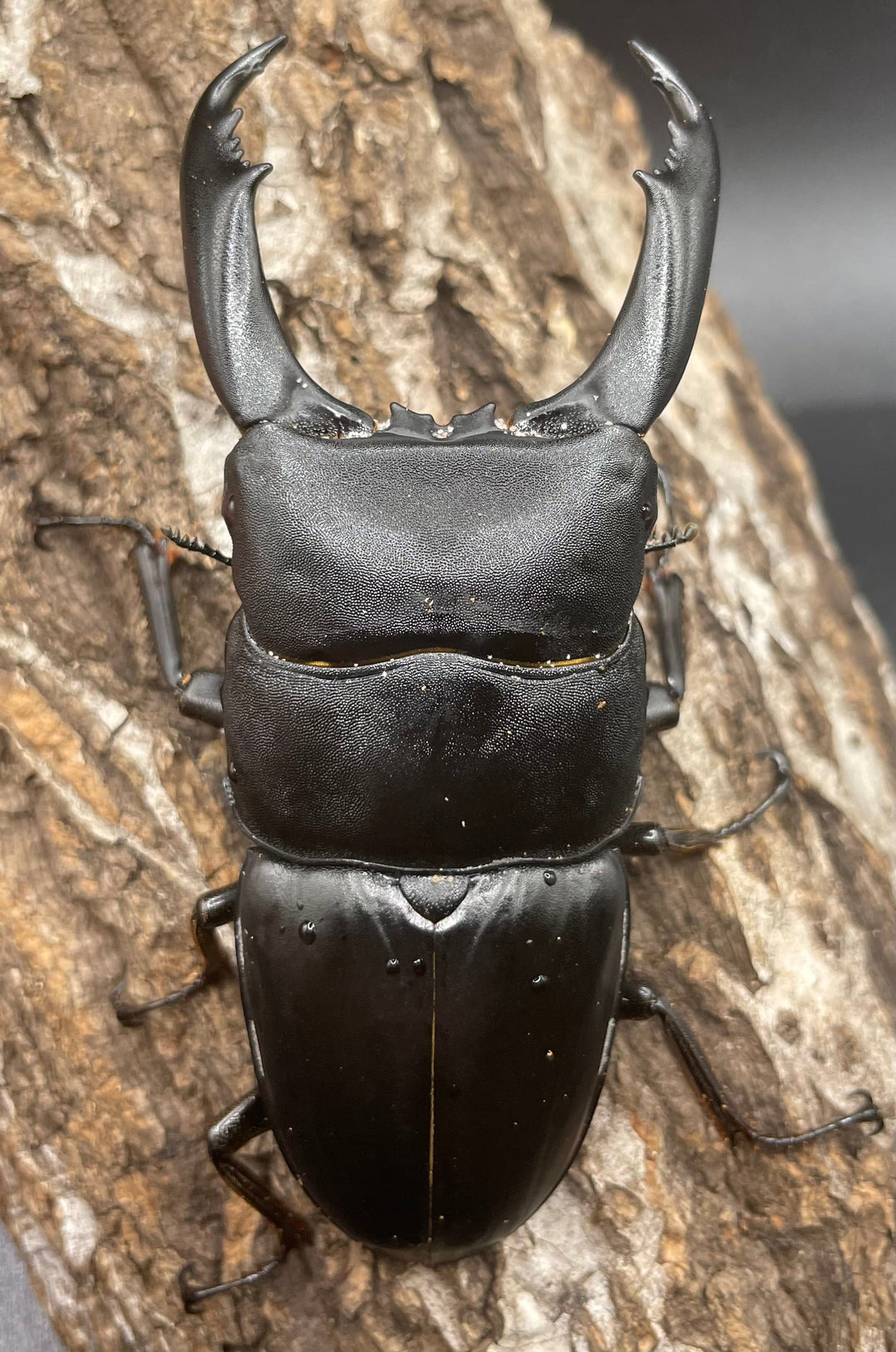 【WD】大型《カマリネスヒラタ 96mm ペア》