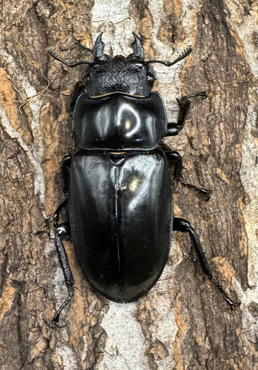 【WD】《セアカフタマタ（パリーフタマタ） 80mm ペア》