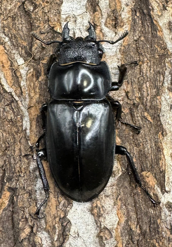 【WD】《セアカフタマタ（パリーフタマタ） 80mm ペア》