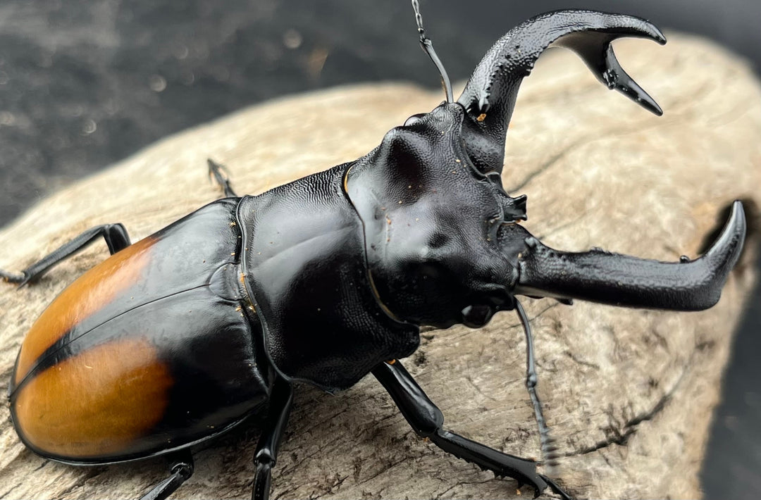 【WD】《セアカフタマタ（パリーフタマタ） 84.5mm ペア》