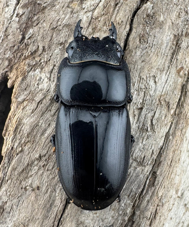 【WD】《アルキデスヒラタ ベンクール産 短歯 84mm 胸幅36mm ペア》