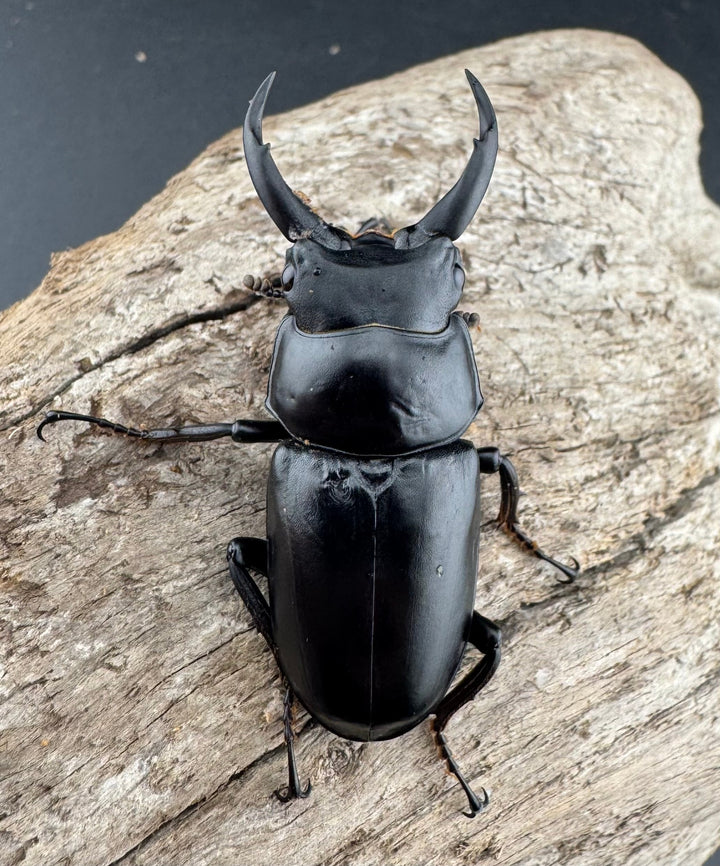 《ドンキエルコクワ亜種ハンプイ（黒ドンキ） 49mm ♂単》