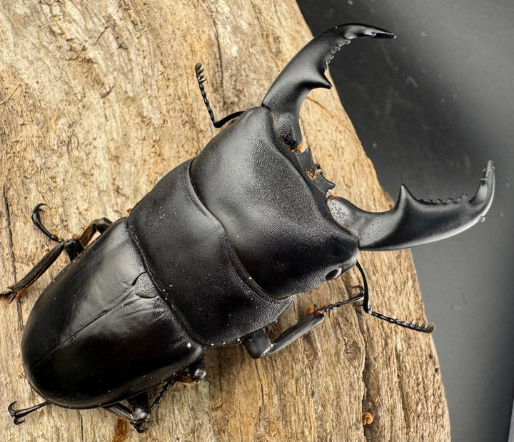 【WD】《マリンドッケヒラタ 76.5mm ペア》