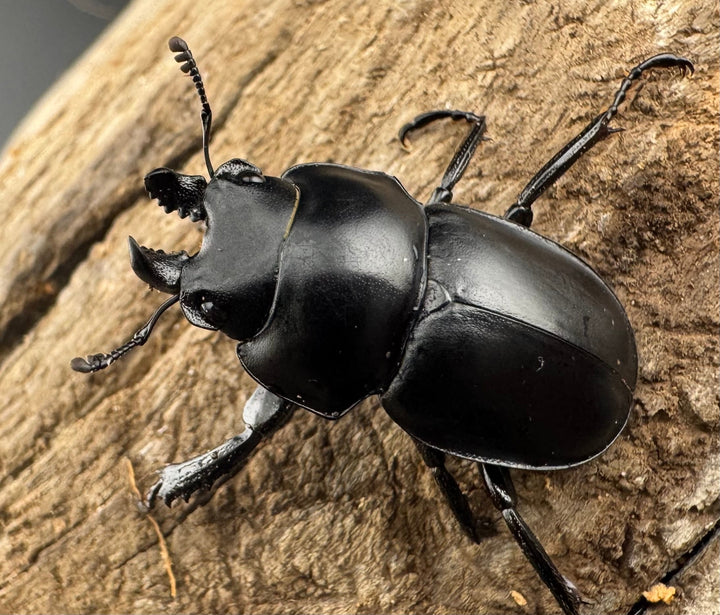 【WD】《グアードマルバネクワガタ 26mm A'品ペア》