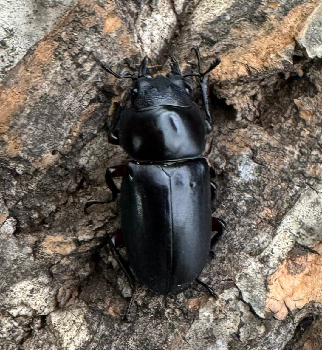 【WD】《アカアシクワガタ 山梨県産 45.5mm ペア》