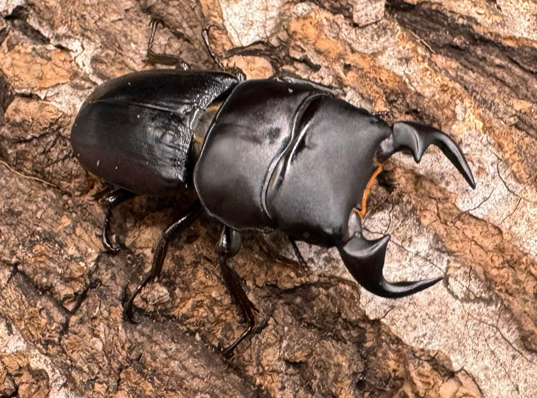 【WD】《ドルクス リンビン 38mm ♂♀♀トリオ》